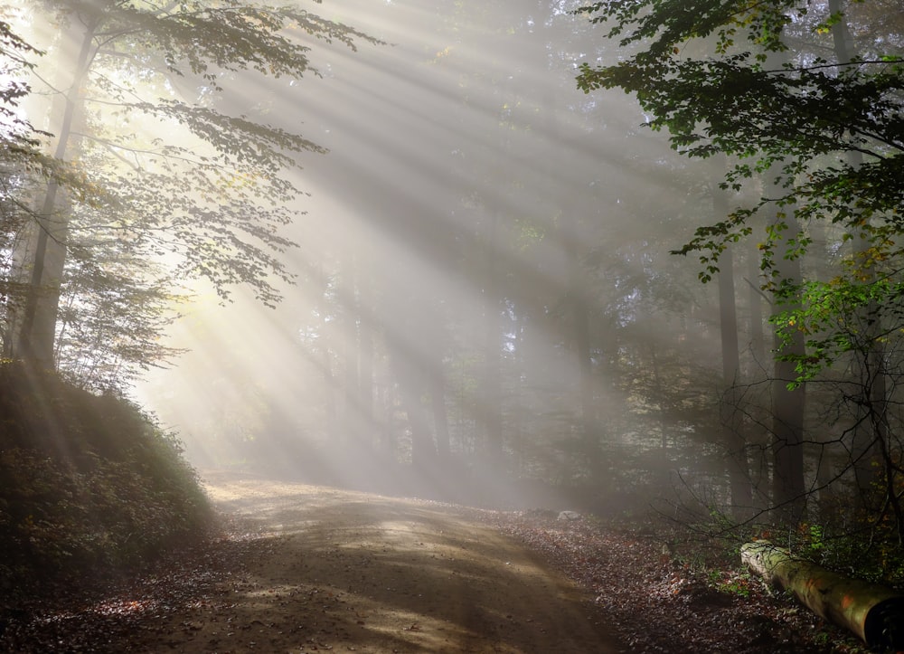 Arbres verts et chemin de terre brun