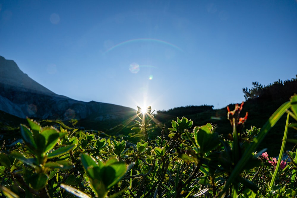 green plants under blue sky during daytime