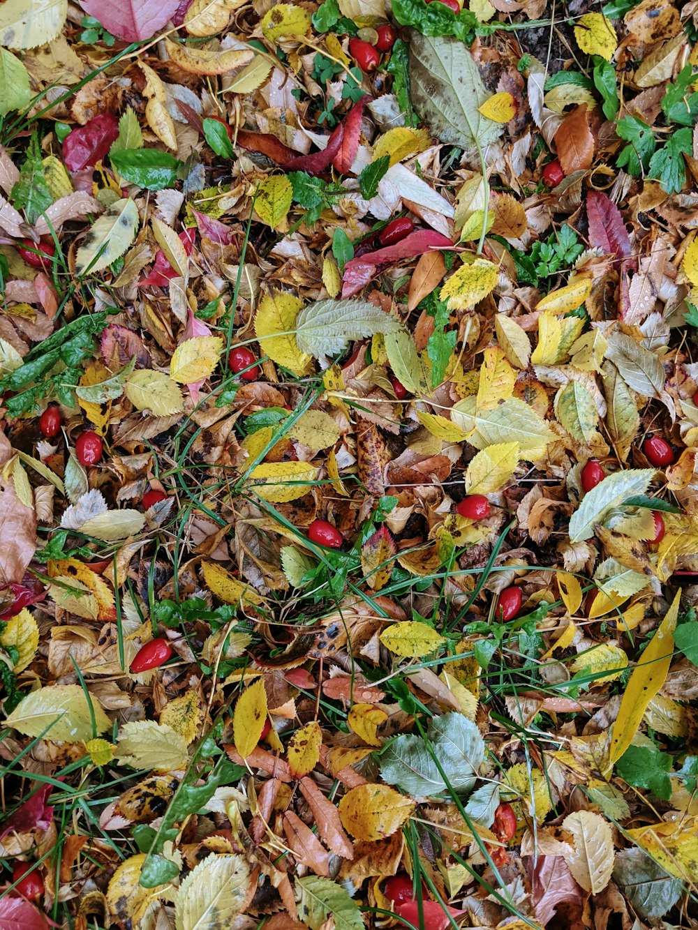 green and red leaves on ground