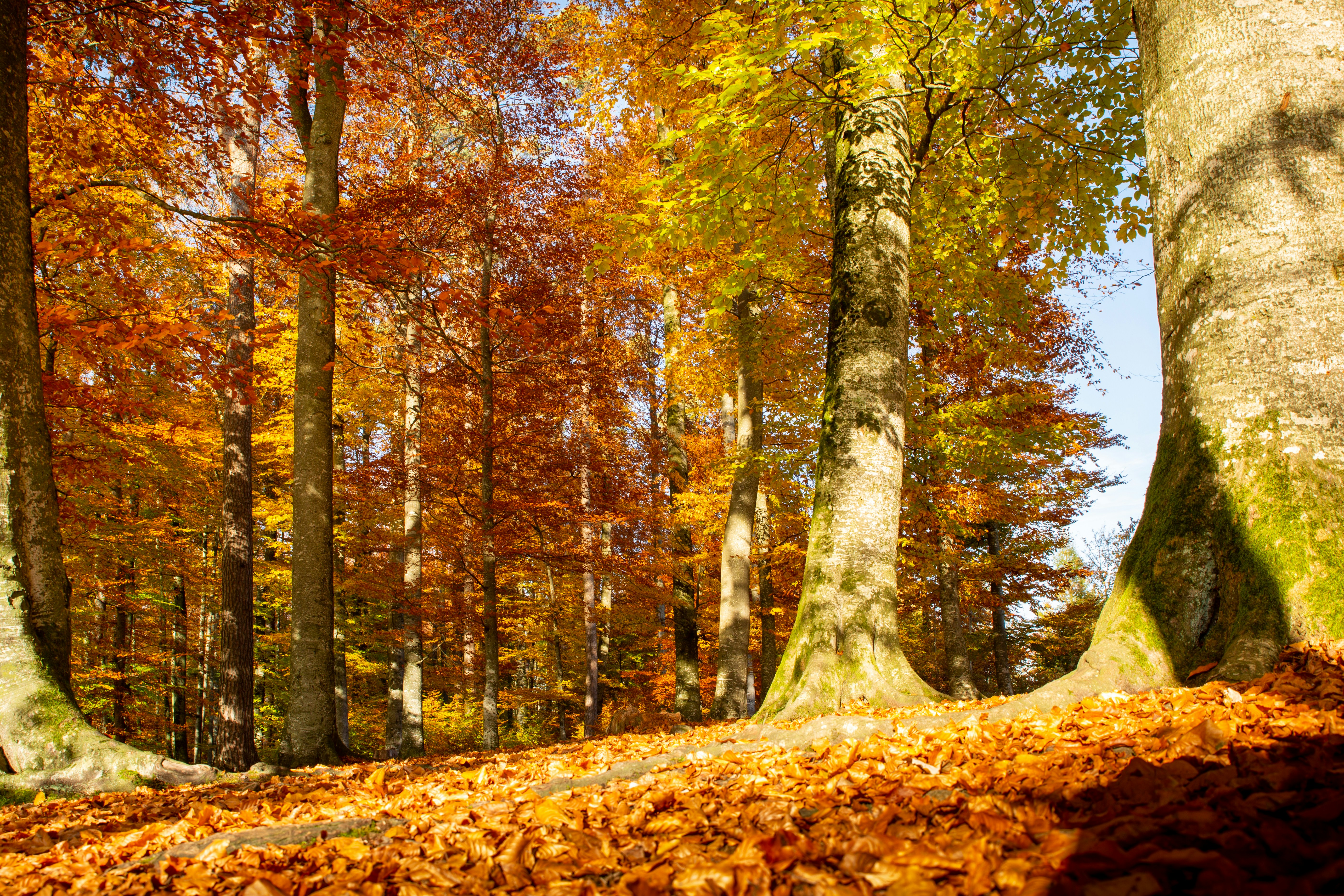 brown and green trees during daytime