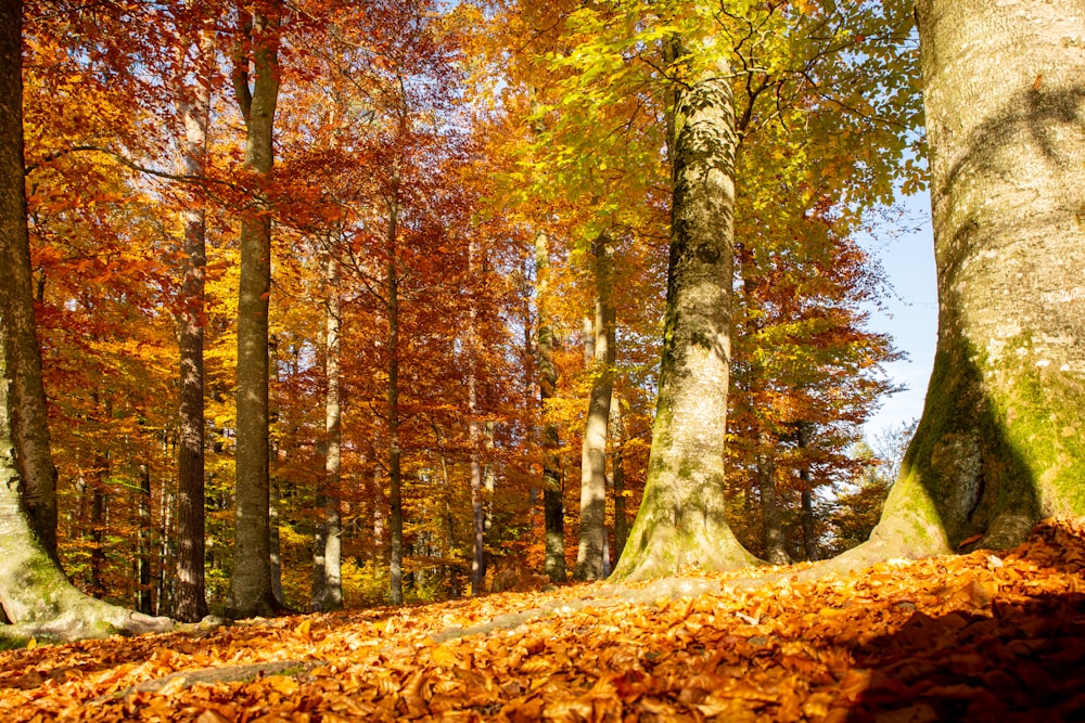 brown and green trees during daytime