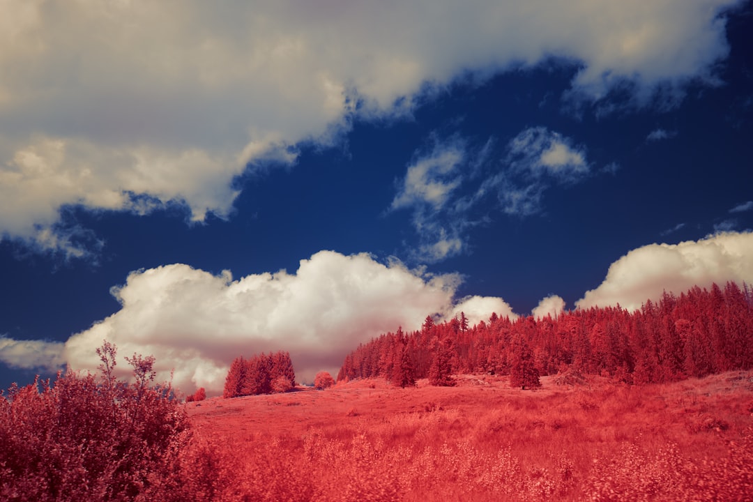 red trees under blue sky and white clouds during daytime