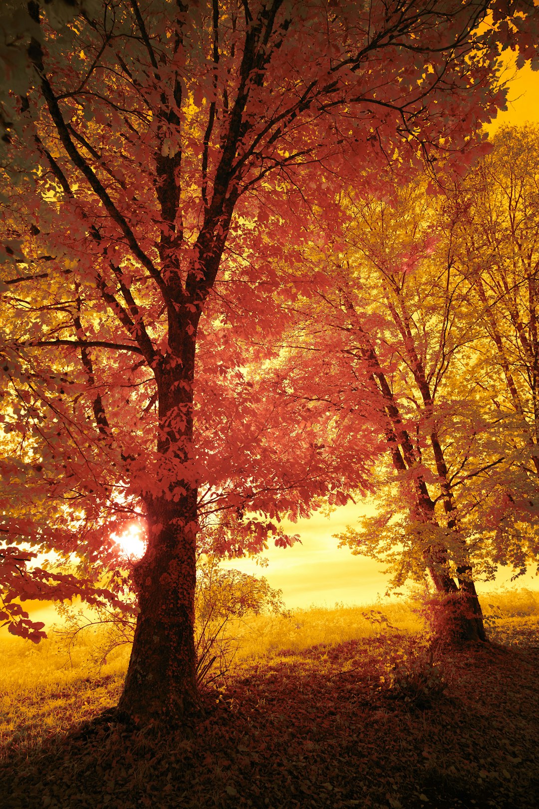 brown and yellow trees during sunset