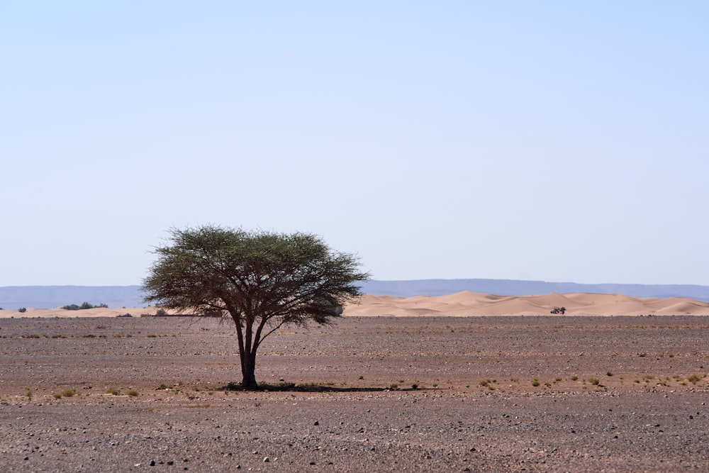 árvore verde na areia marrom durante o dia