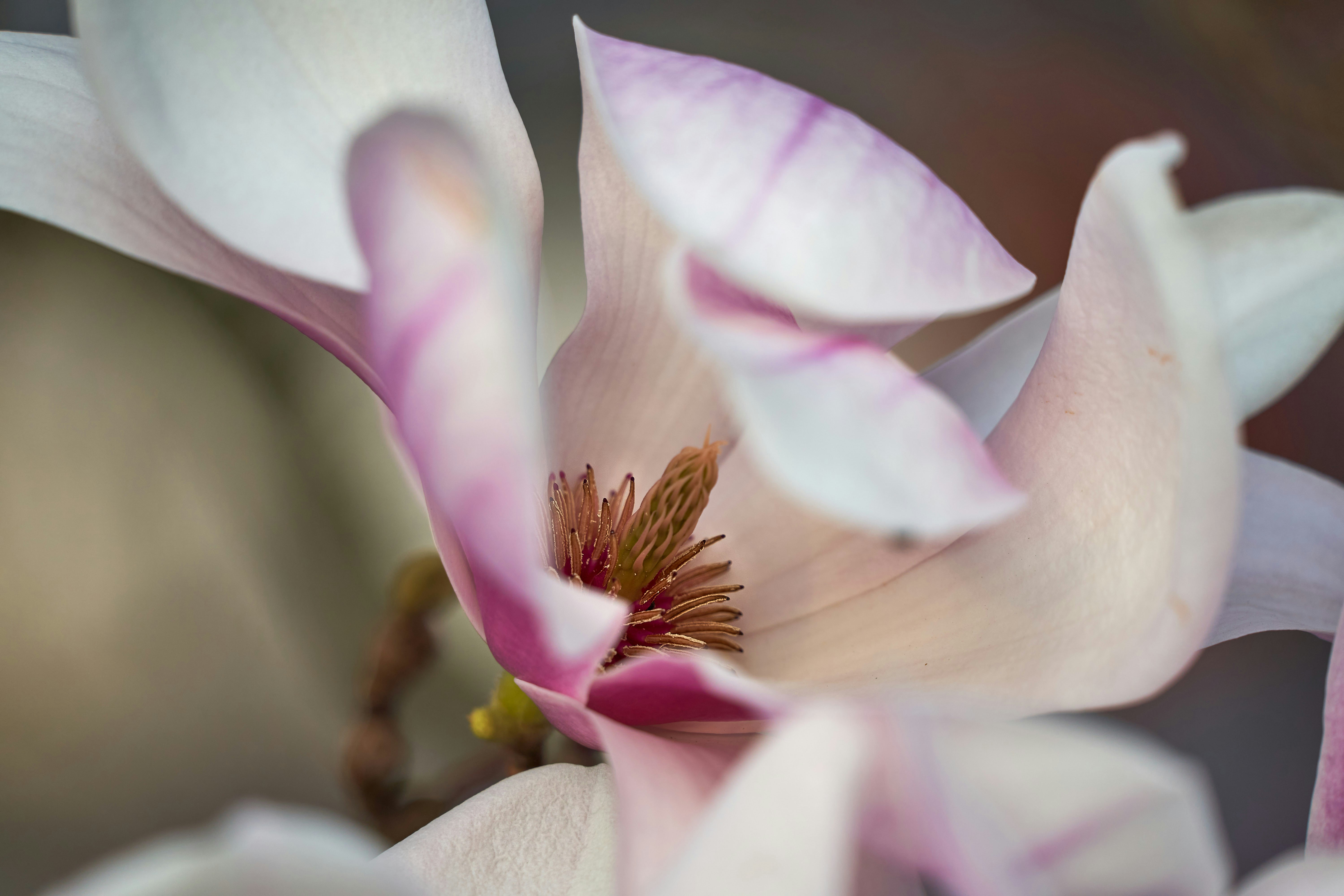 Photo by wolfgang_hasselmann