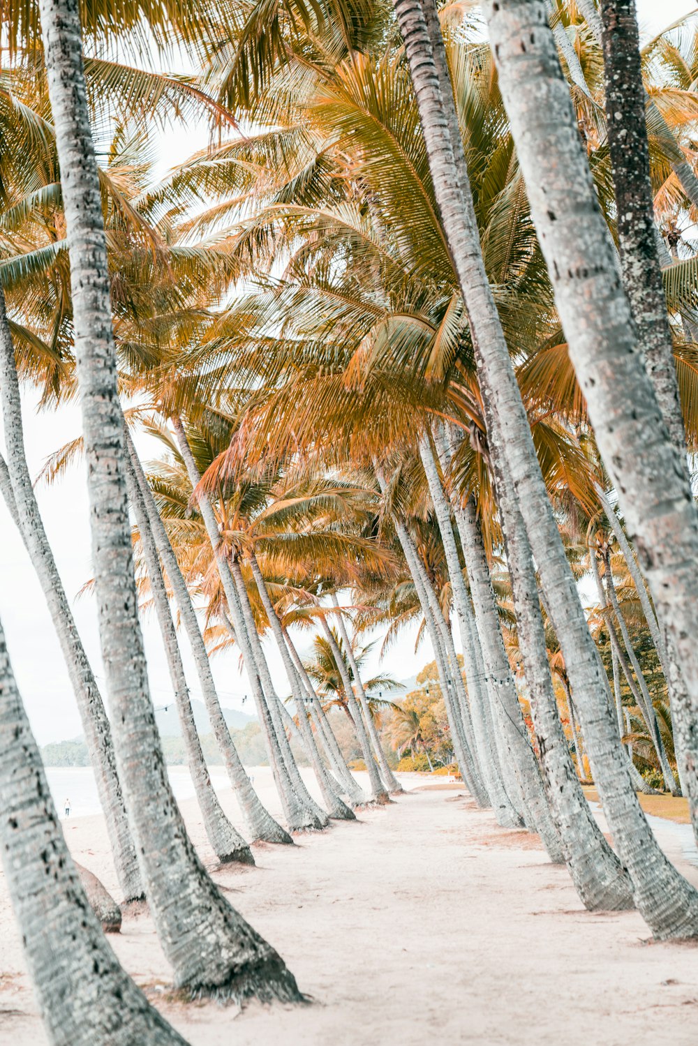 green palm trees on white snow covered ground during daytime