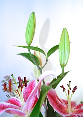 A close-up of vibrant pink lilies with speckled petals and tall green buds in various stages of bloom. The stems and foliage are lush and green, providing a fresh contrast to the delicate flowers. The background is a soft white, highlighting the vivid colors of the lilies.