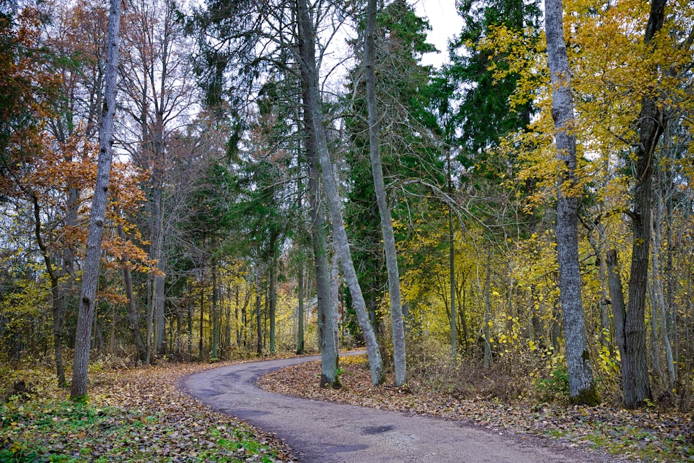 gray concrete road between green trees during daytime