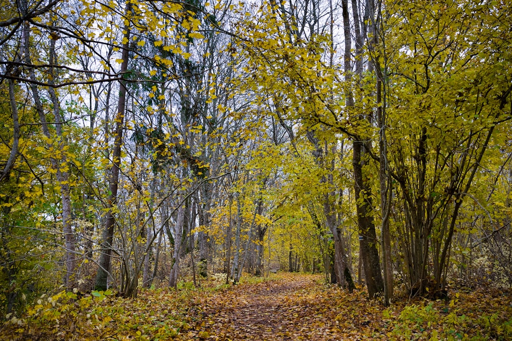 green and brown trees during daytime