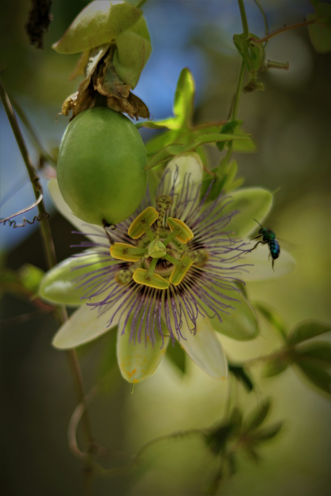 green and white flower with green leaves