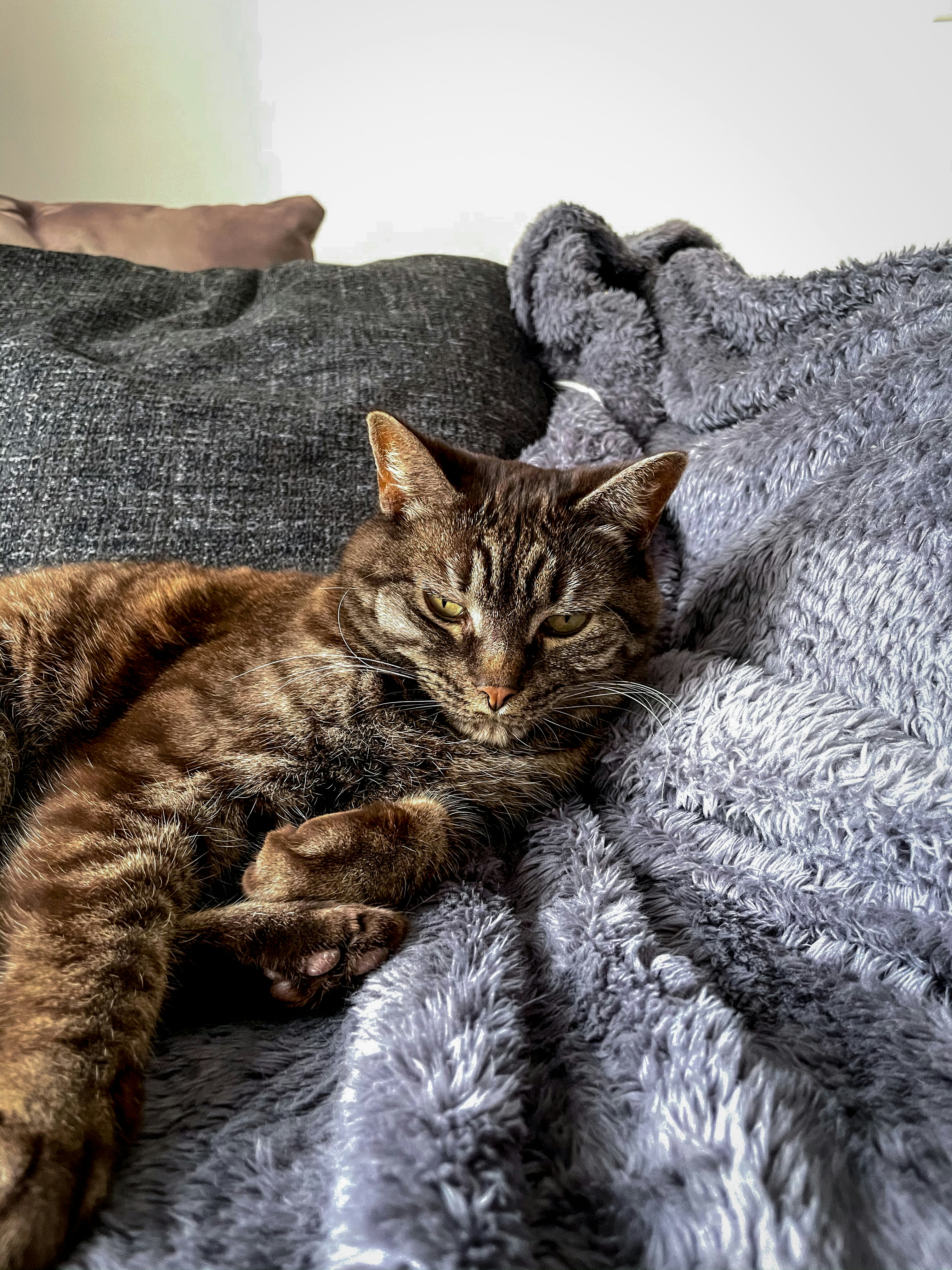 Serviços de Terapia Felina