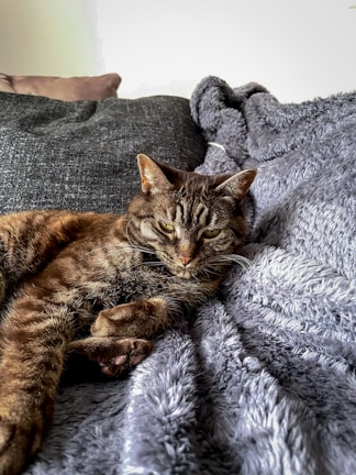 A cozy cat lounging on a soft blanket.