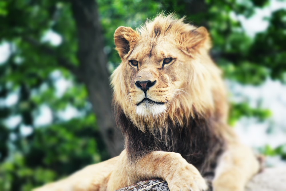 brown lion lying on ground during daytime