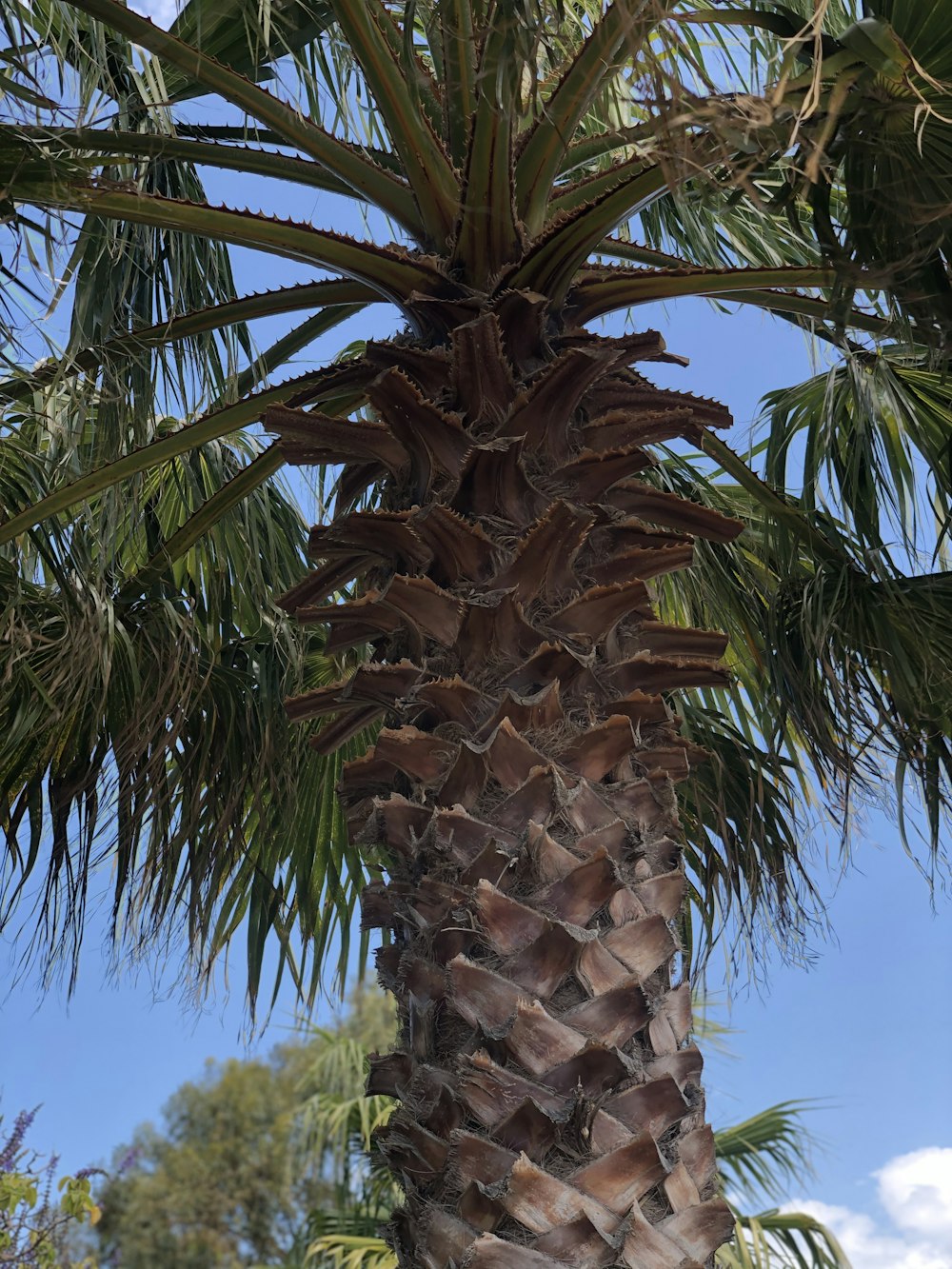 brown palm tree during daytime