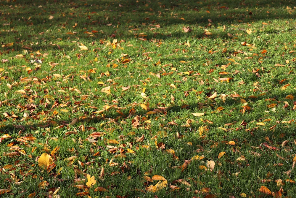 green grass field during daytime