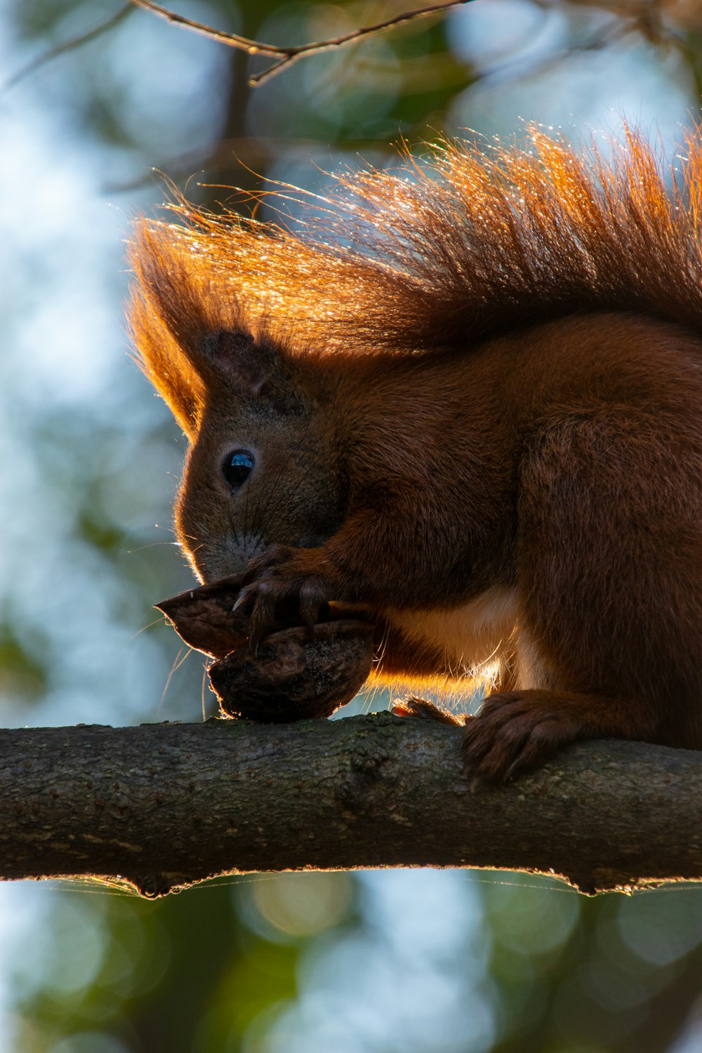 brown squirrel on tree branch during daytime