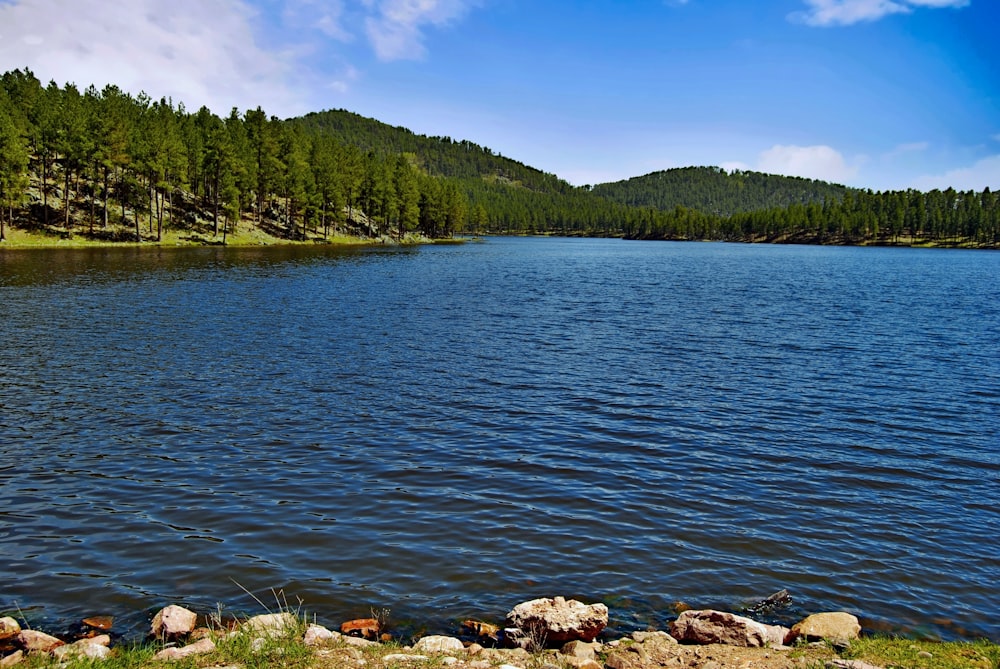 green trees beside body of water during daytime