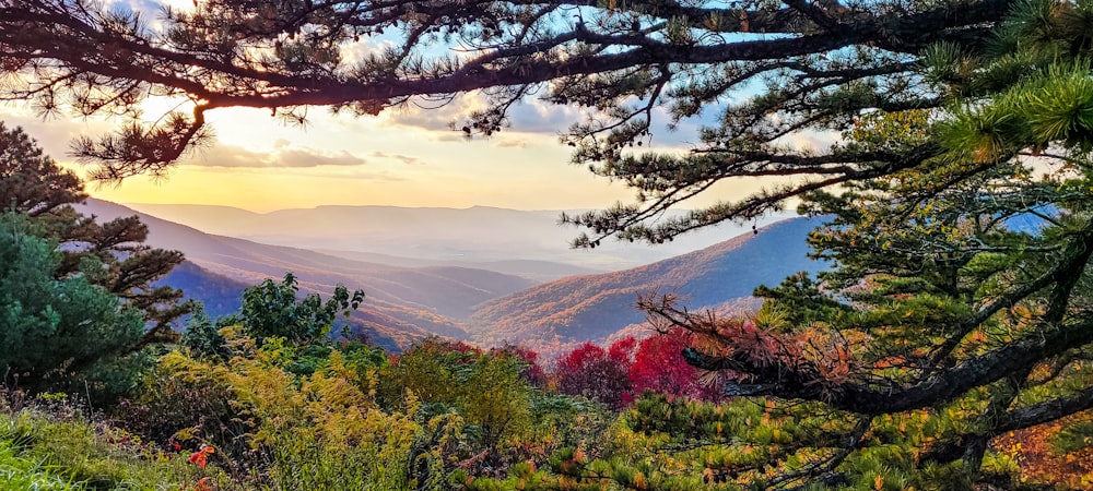 green trees and mountains during daytime