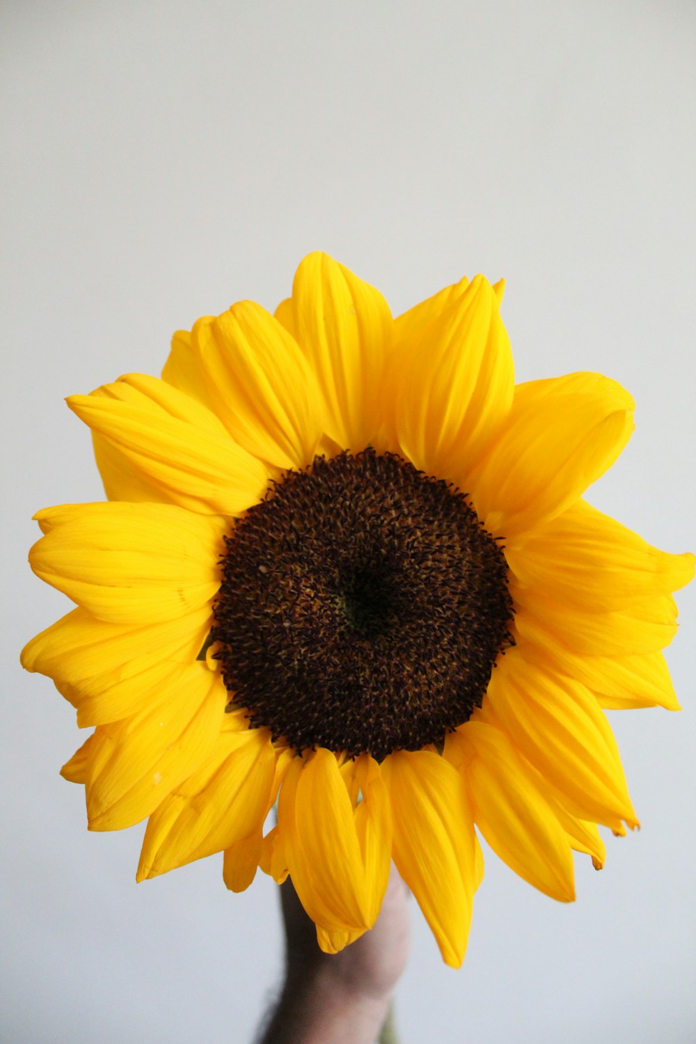 yellow sunflower in close up photography