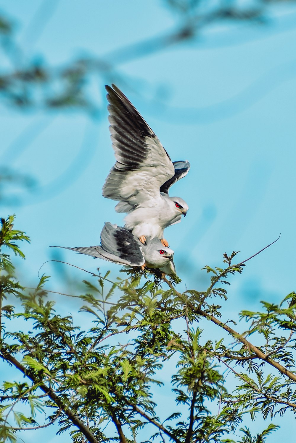 white and gray bird on tree branch during daytime