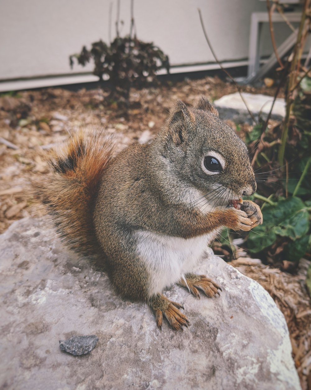 brown and white squirrel on gray rock