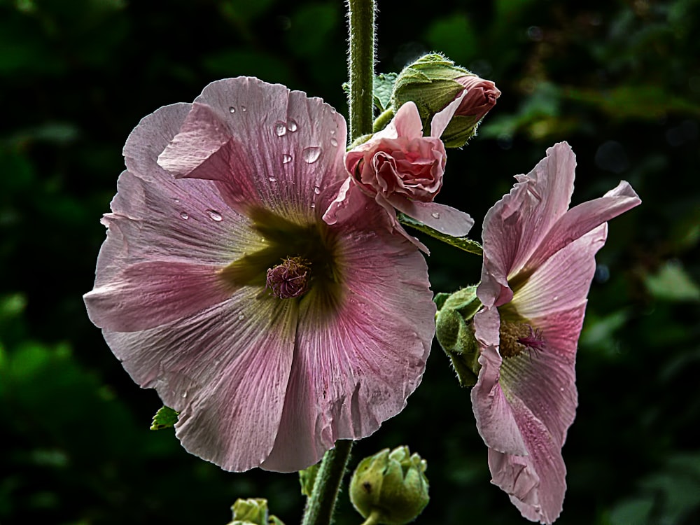 pink and white flower in macro shot