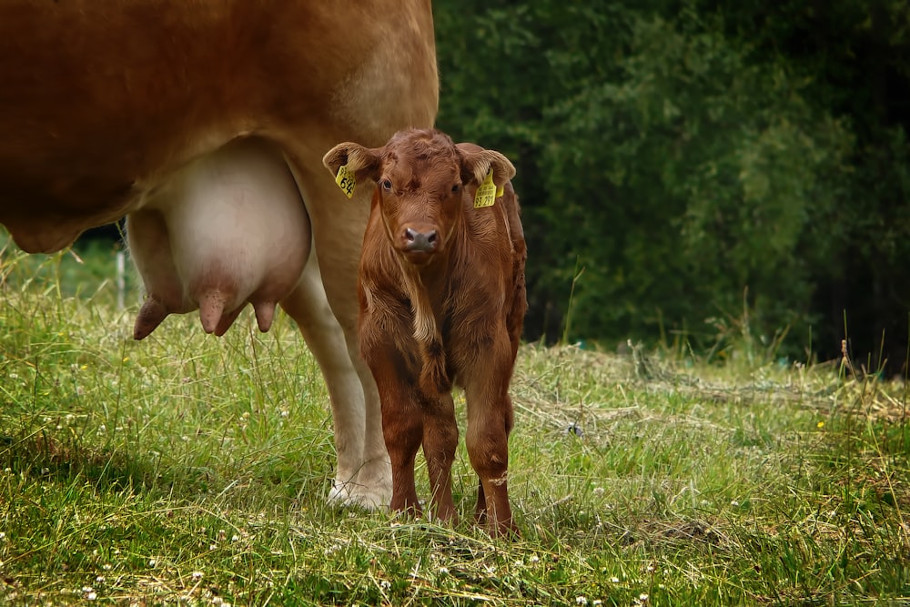 brown cow on green grass field during daytime