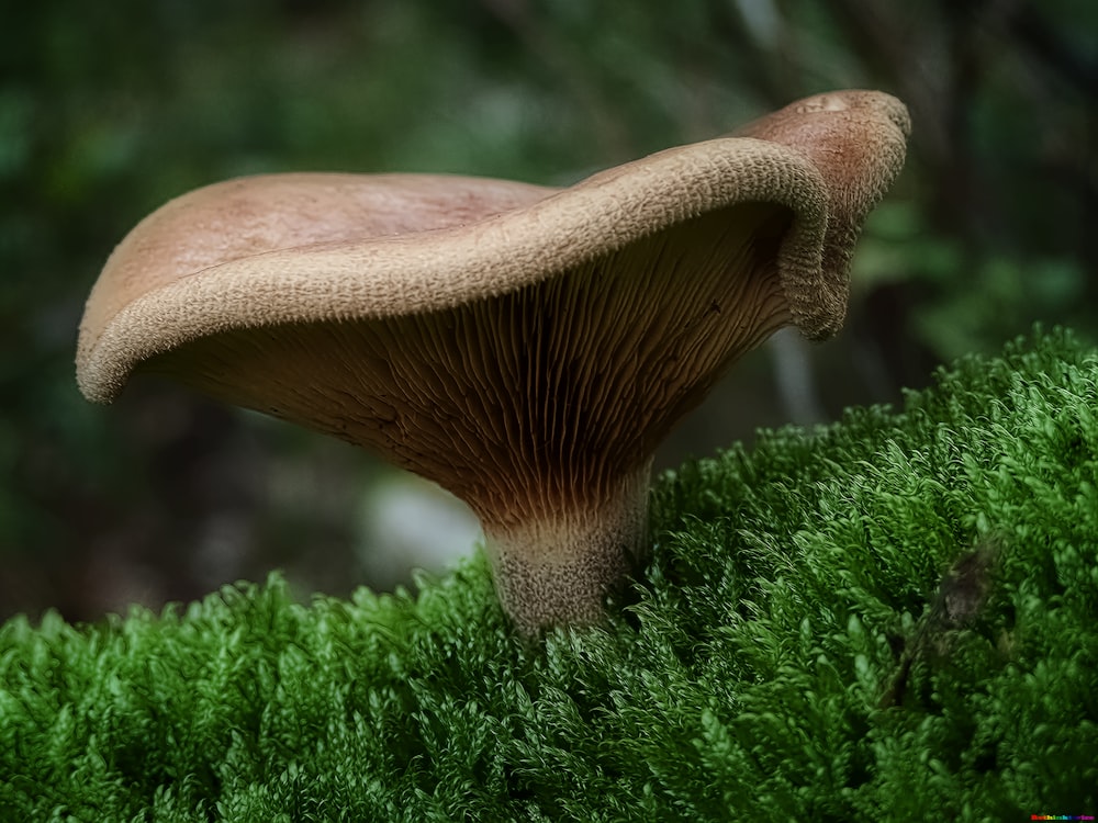 brown mushroom on green grass