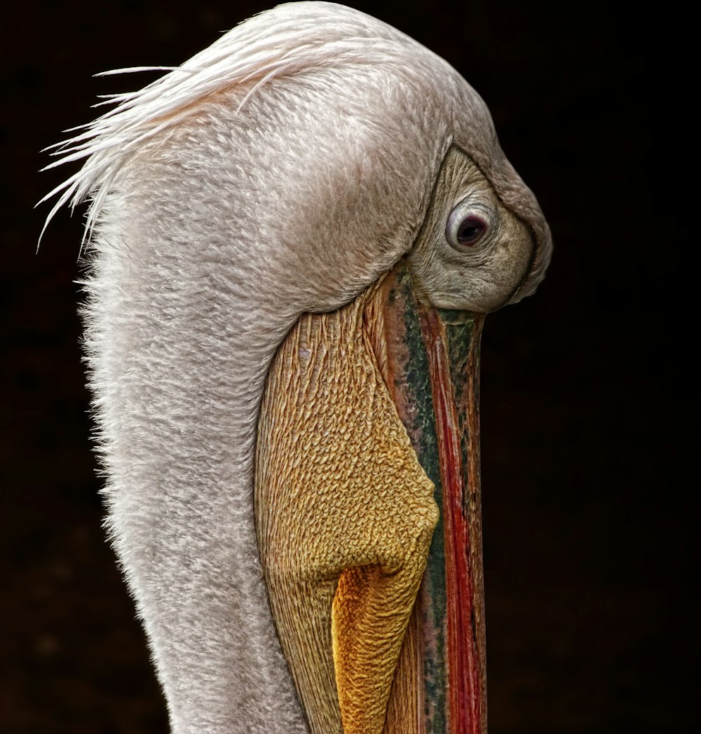 white and brown bird with black background