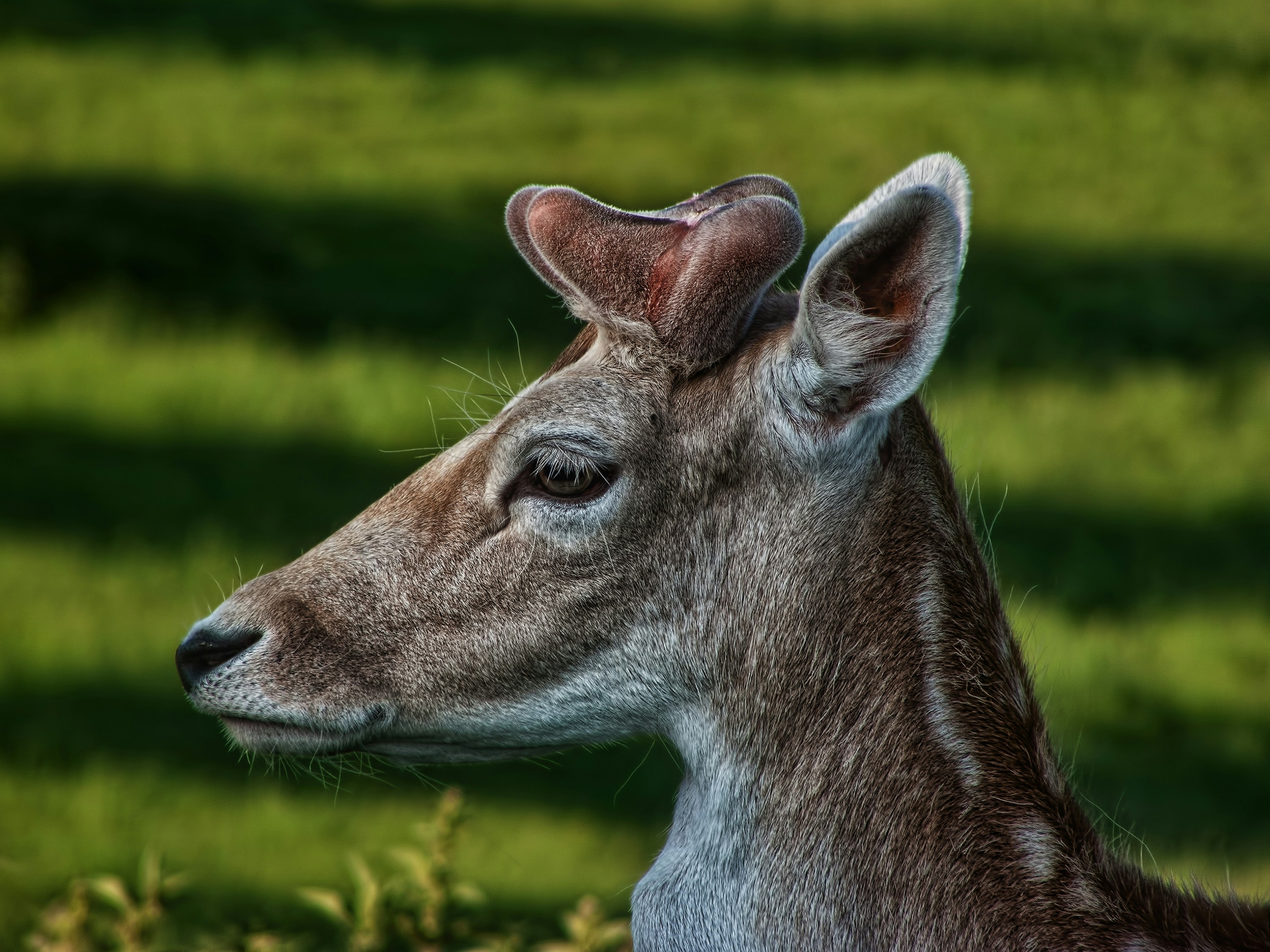 AR and Mixed Reality in Competitive Gaming: The 2026 State of Play