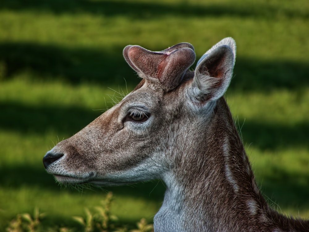 brown deer on green grass during daytime