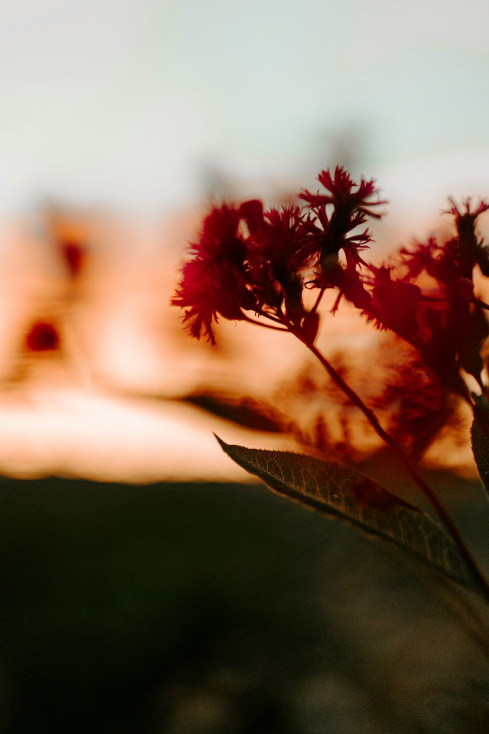 red flower in tilt shift lens