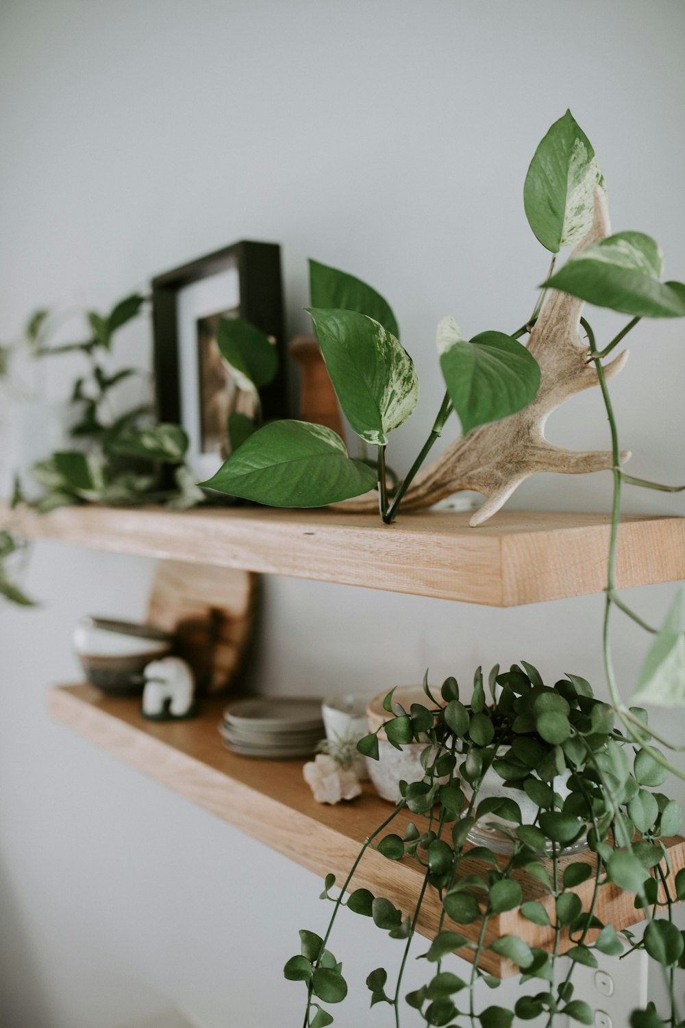 green plant on brown wooden shelf