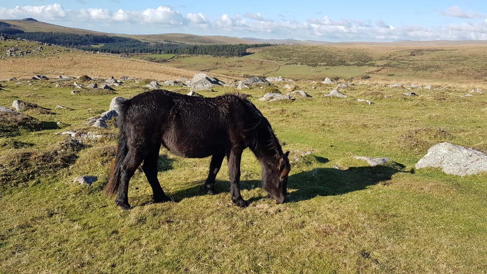 cheval noir sur le champ d’herbe verte pendant la journée