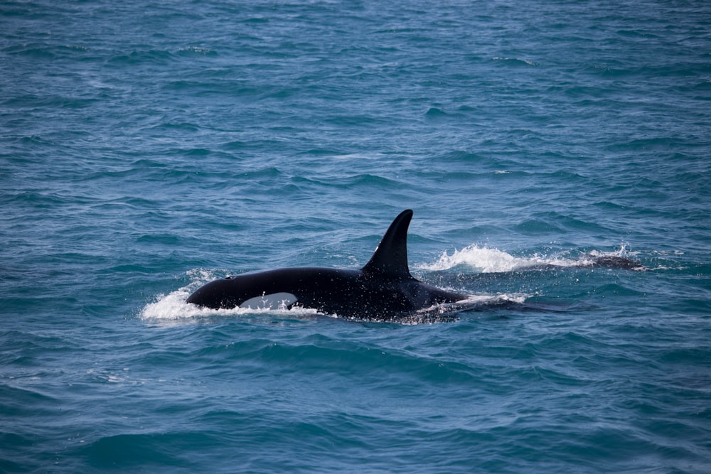 Baleine noire et blanche au milieu de la mer