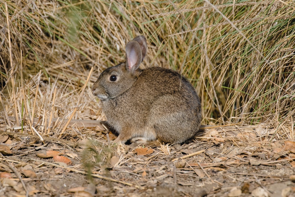 brown rabbit on brown grass