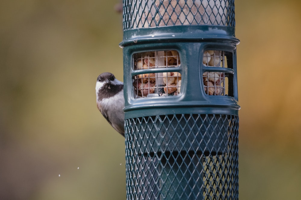 brown and white feathered bird in blue cage