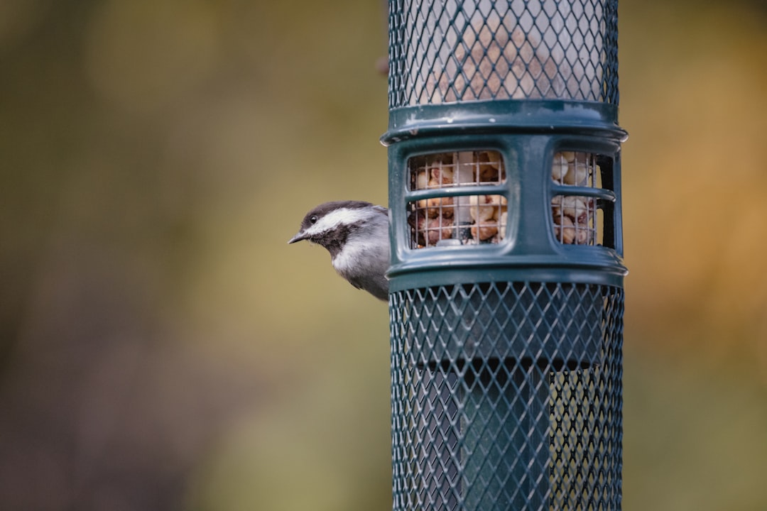 white and black bird on blue cage