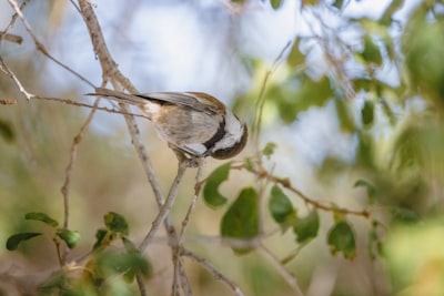 brown and white bird on tree branch during daytime