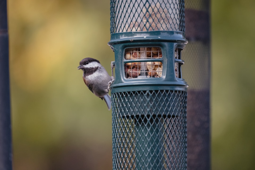 brown and white bird on blue cage