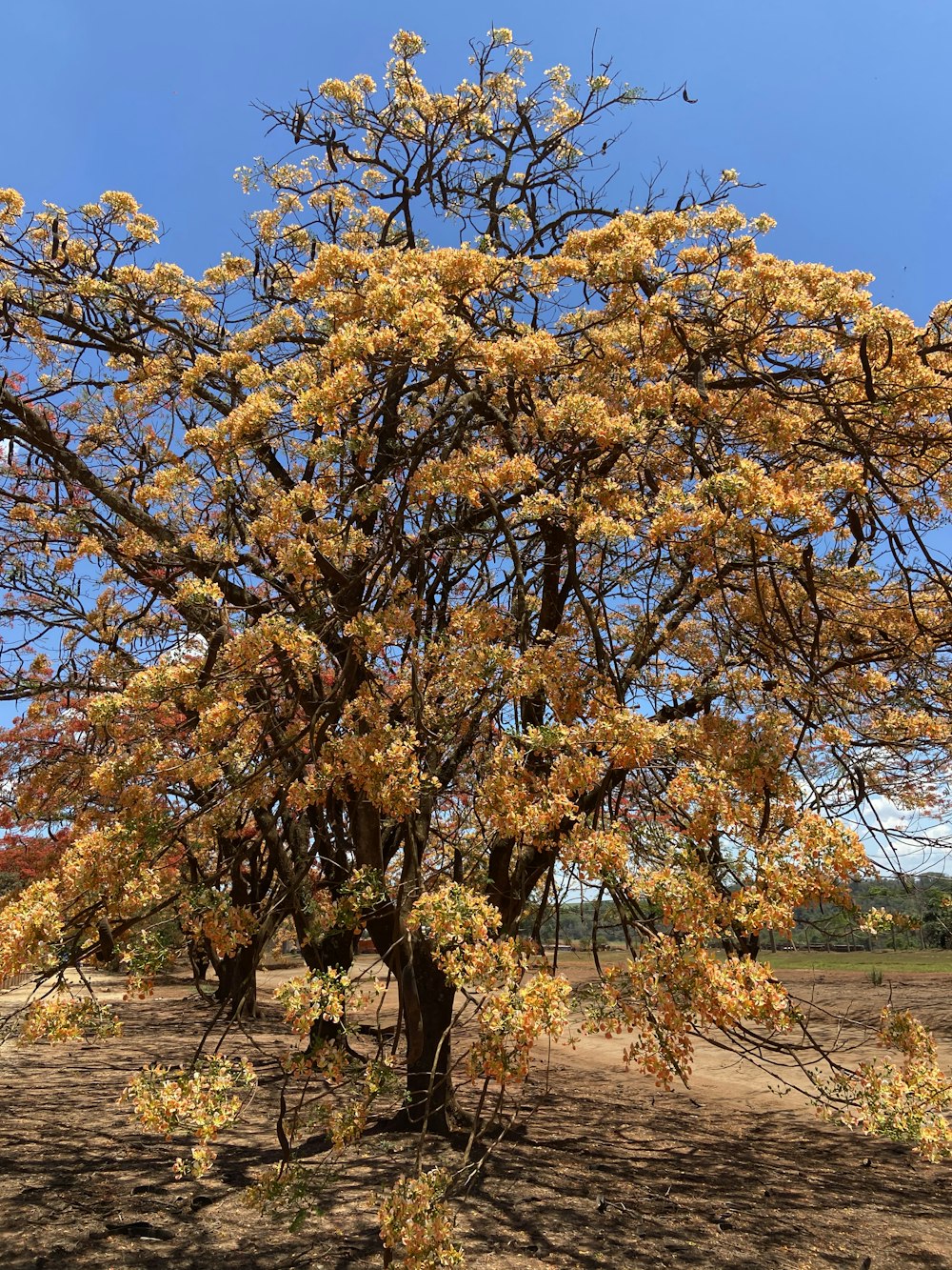 brown tree on brown field during daytime