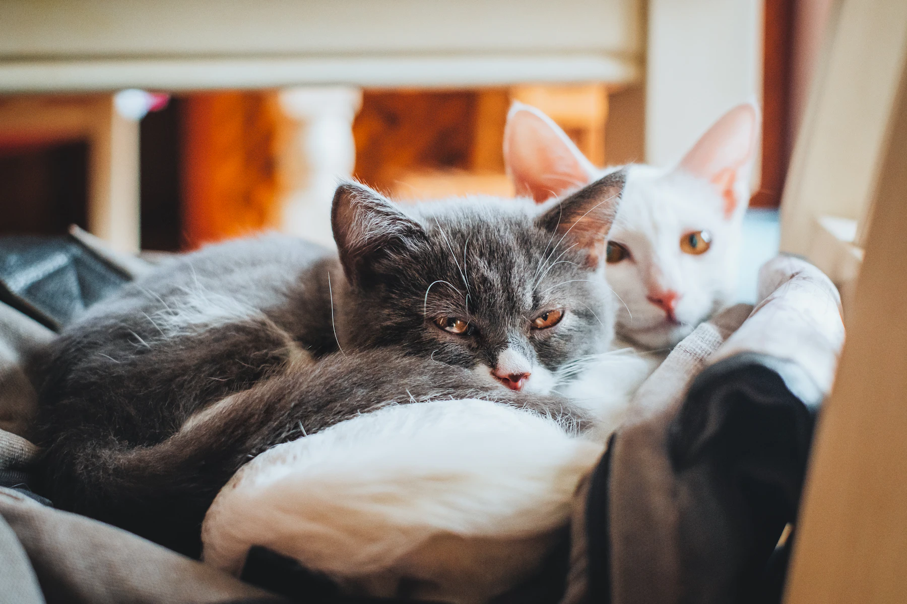 gửi mèo qua đêm đà nẵng