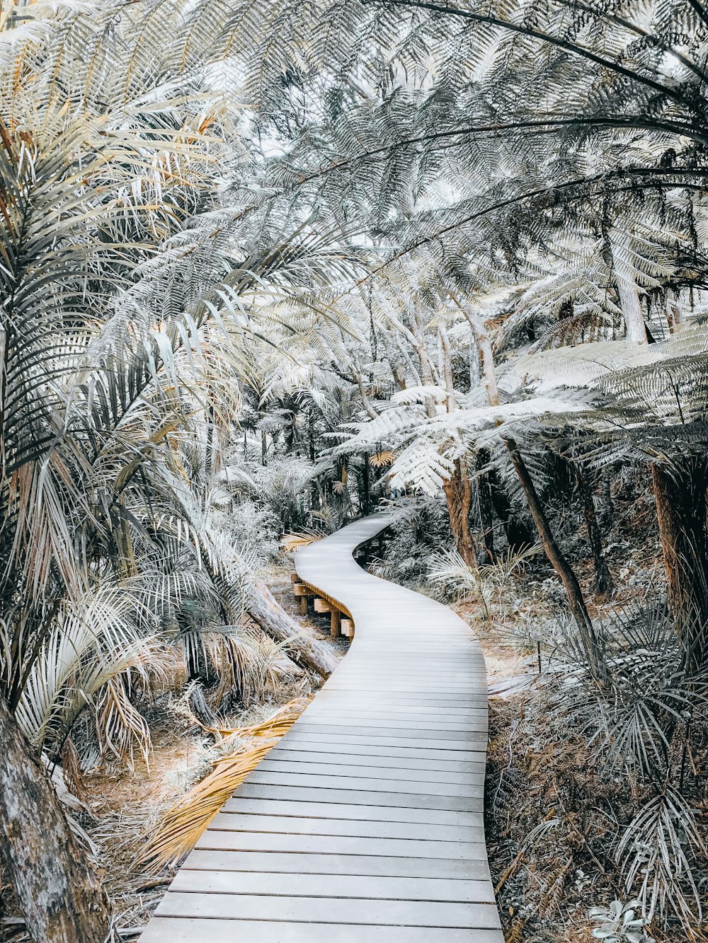 brown wooden pathway between trees covered with snow