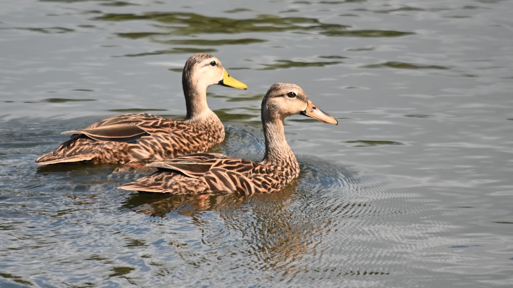 brown duck on water during daytime