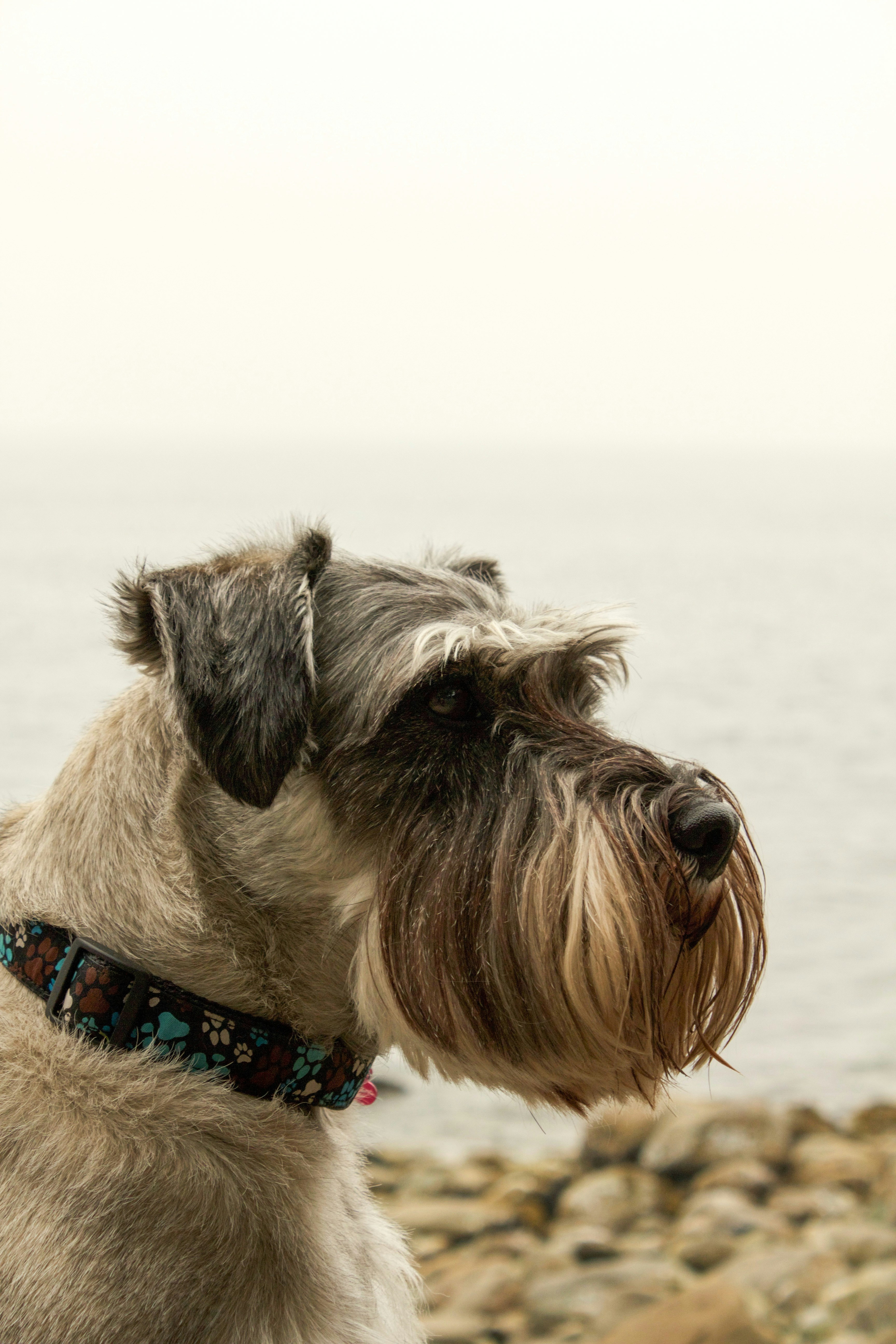 Schnauzer miniatura gris y marrón foto – Imagen de Animal gratuita en  Unsplash, image size:3000x4500