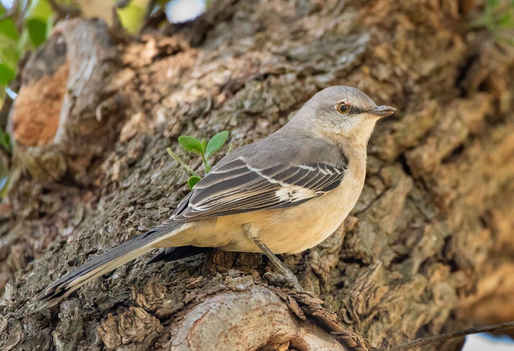 brown and gray bird on brown tree branch