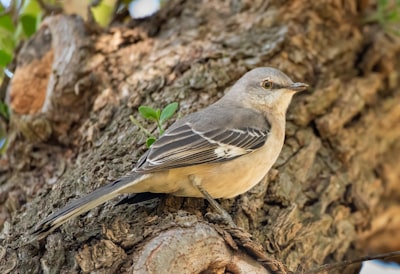 brown and gray bird on brown tree branch