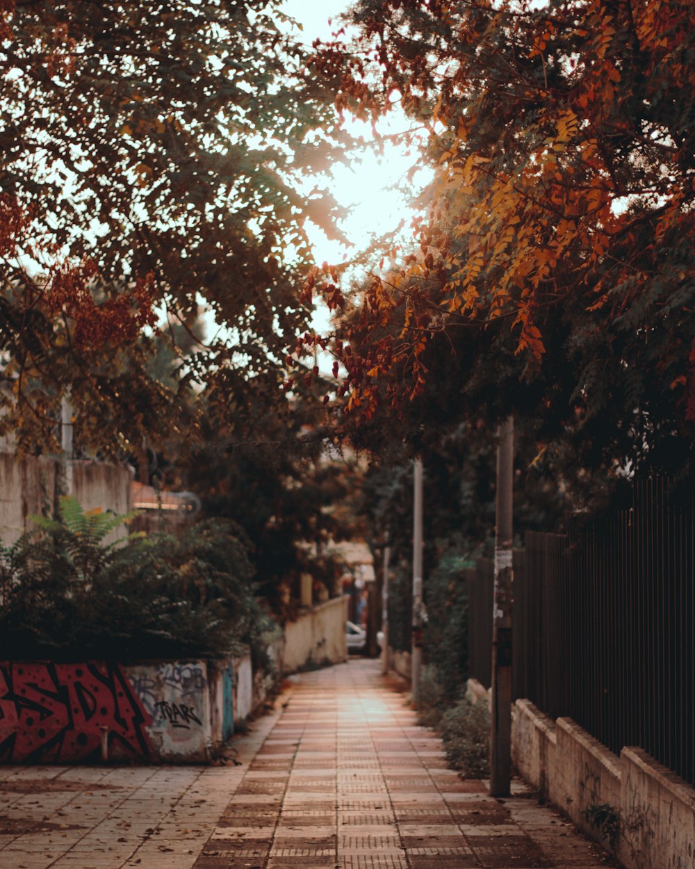 brown wooden pathway between green trees during daytime