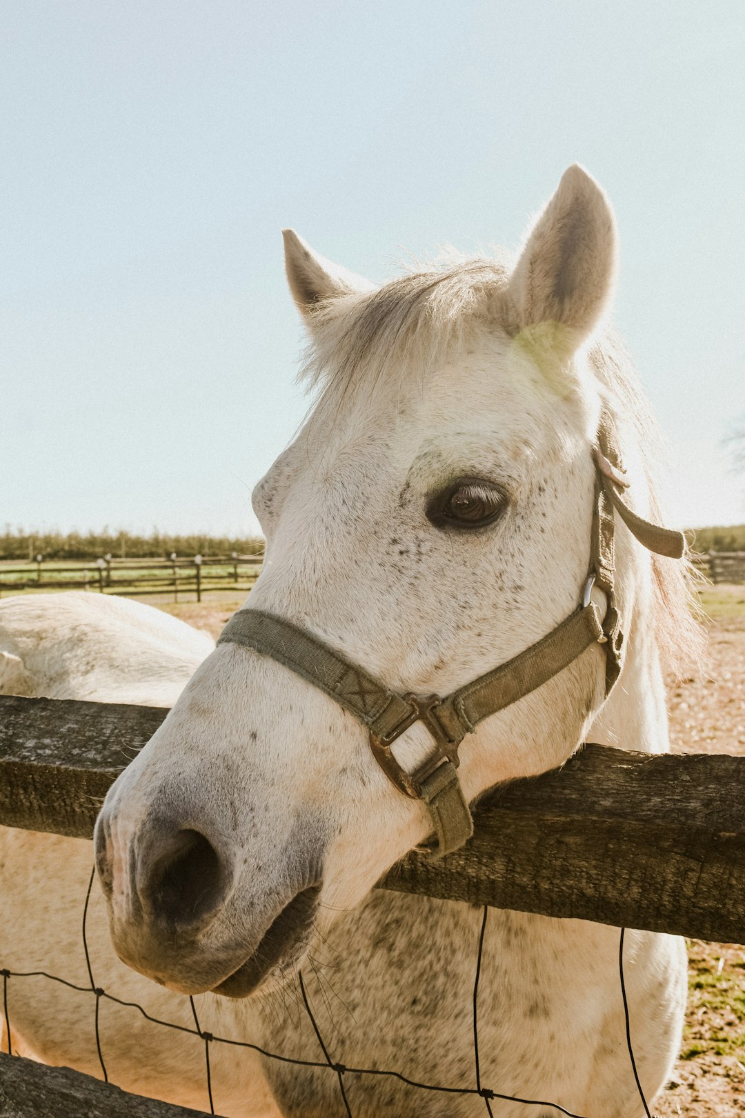 white horse on brown wooden fence during daytime