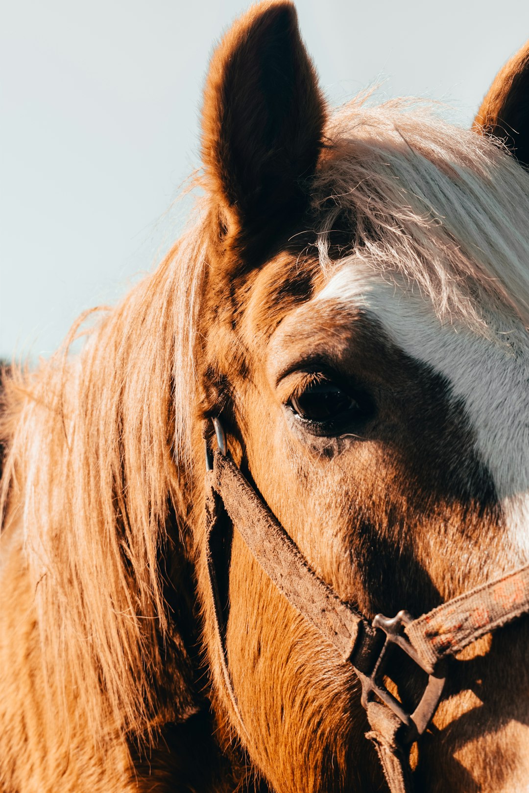 brown horse with brown leather strap